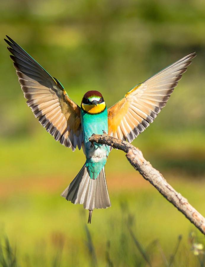 Casa De Pajaros *